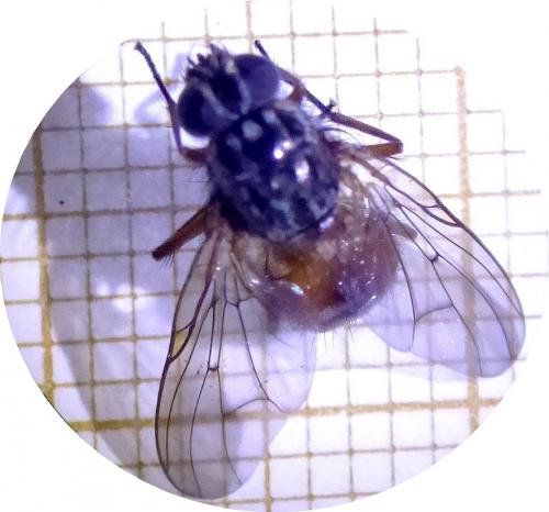 Phaonia sp.